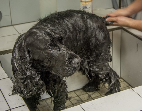 Chien lavage
